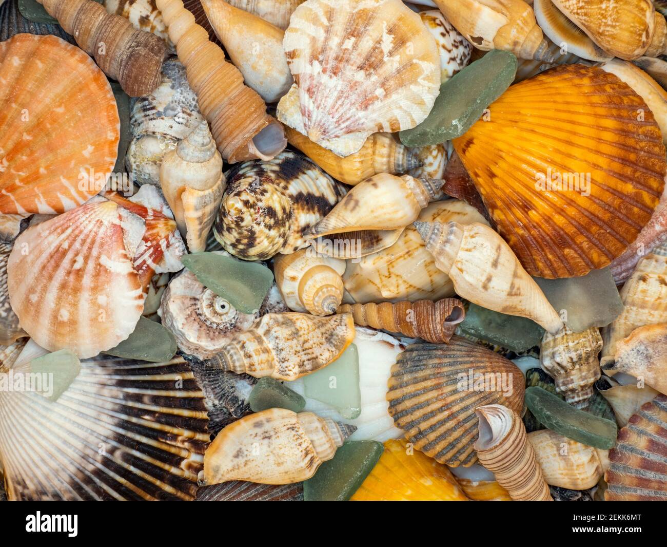 Primo piano di varietà di conchiglie Foto Stock