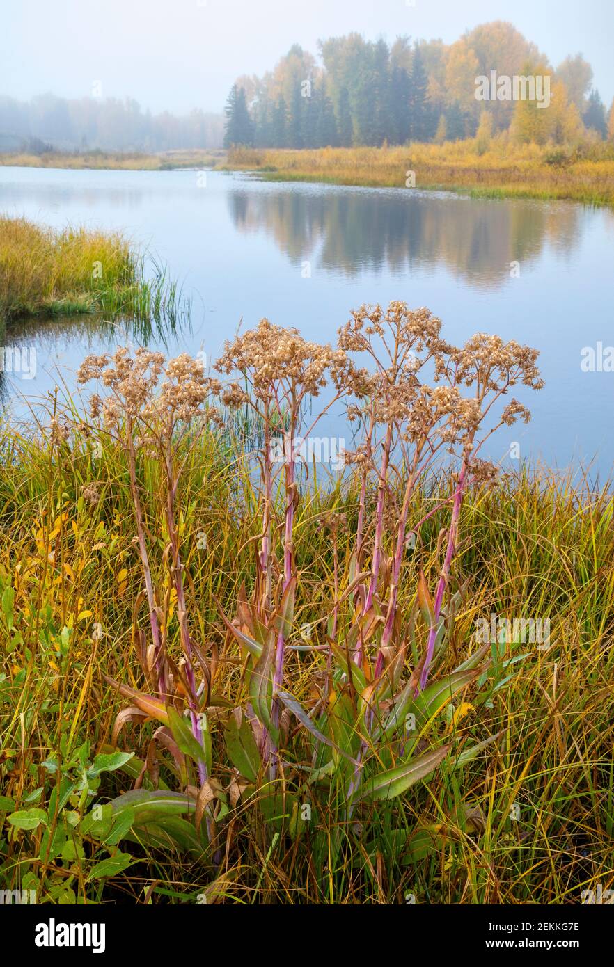 Grand Teton National Park, Wyoming: Hoary Cress (Lepidium draba) sulla riva del fiume Snake in autunno Foto Stock