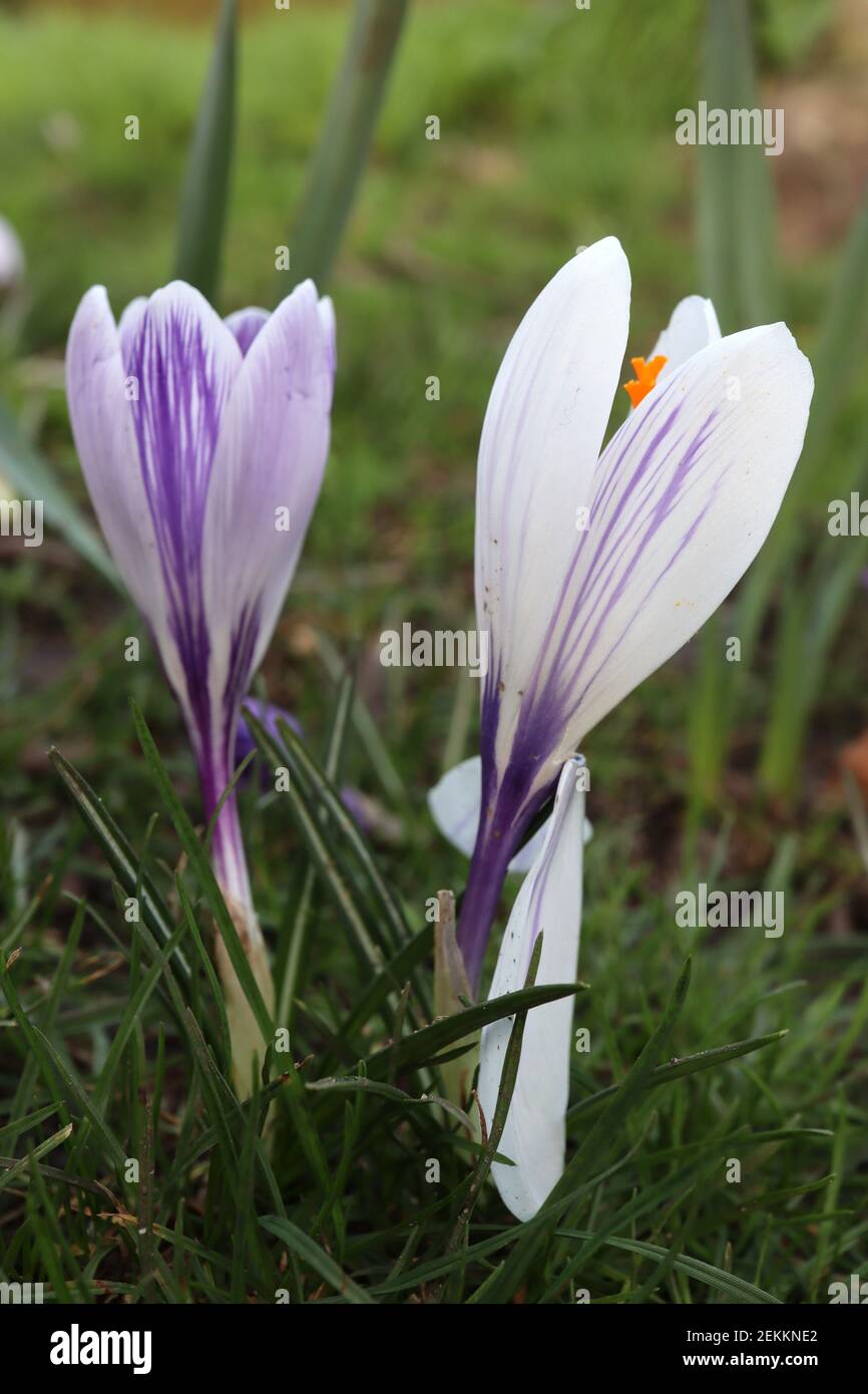 Crocus Pickwick e Crocus Jeanne d’Arc crocus e crocus bianco a righe viola, febbraio, Inghilterra, Regno Unito Foto Stock