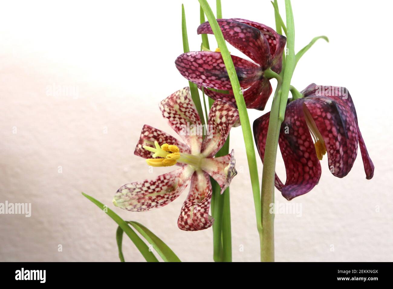 Fritillaria Meleagris il capo di Snake fritillary – fiori pendenti a forma di campana bianca e viola a scacchi, febbraio, Inghilterra, Regno Unito Foto Stock