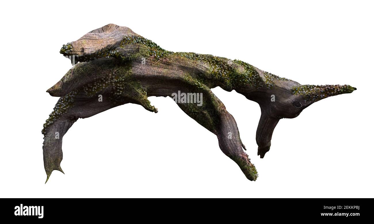 driftwood, ramo di albero secco con muschio e barnacolo isolato su sfondo bianco Foto Stock