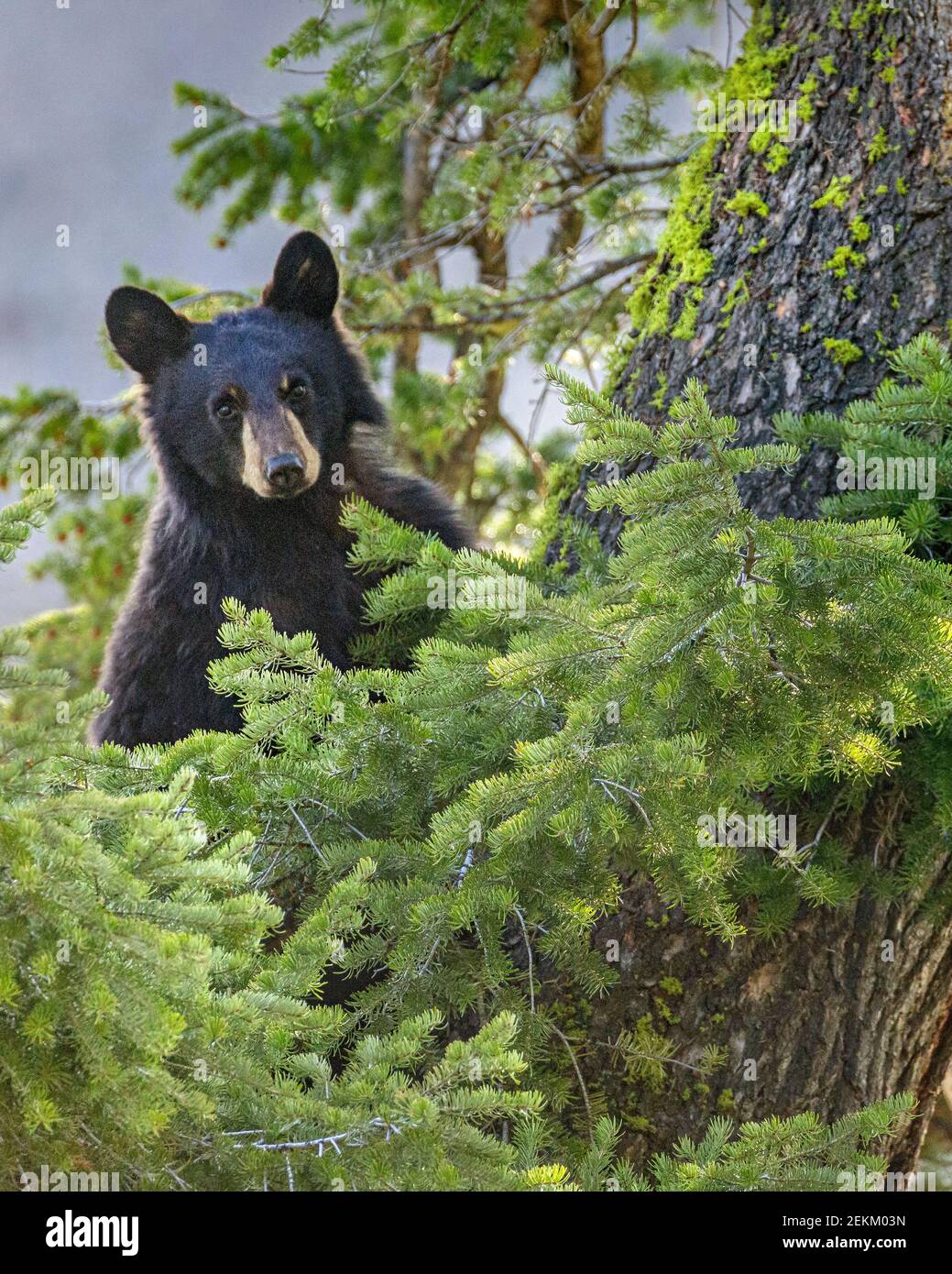 Yellowstone National Park, WY: Orso nero americano (Ursus americanus) in un albero di Douglas Foto Stock