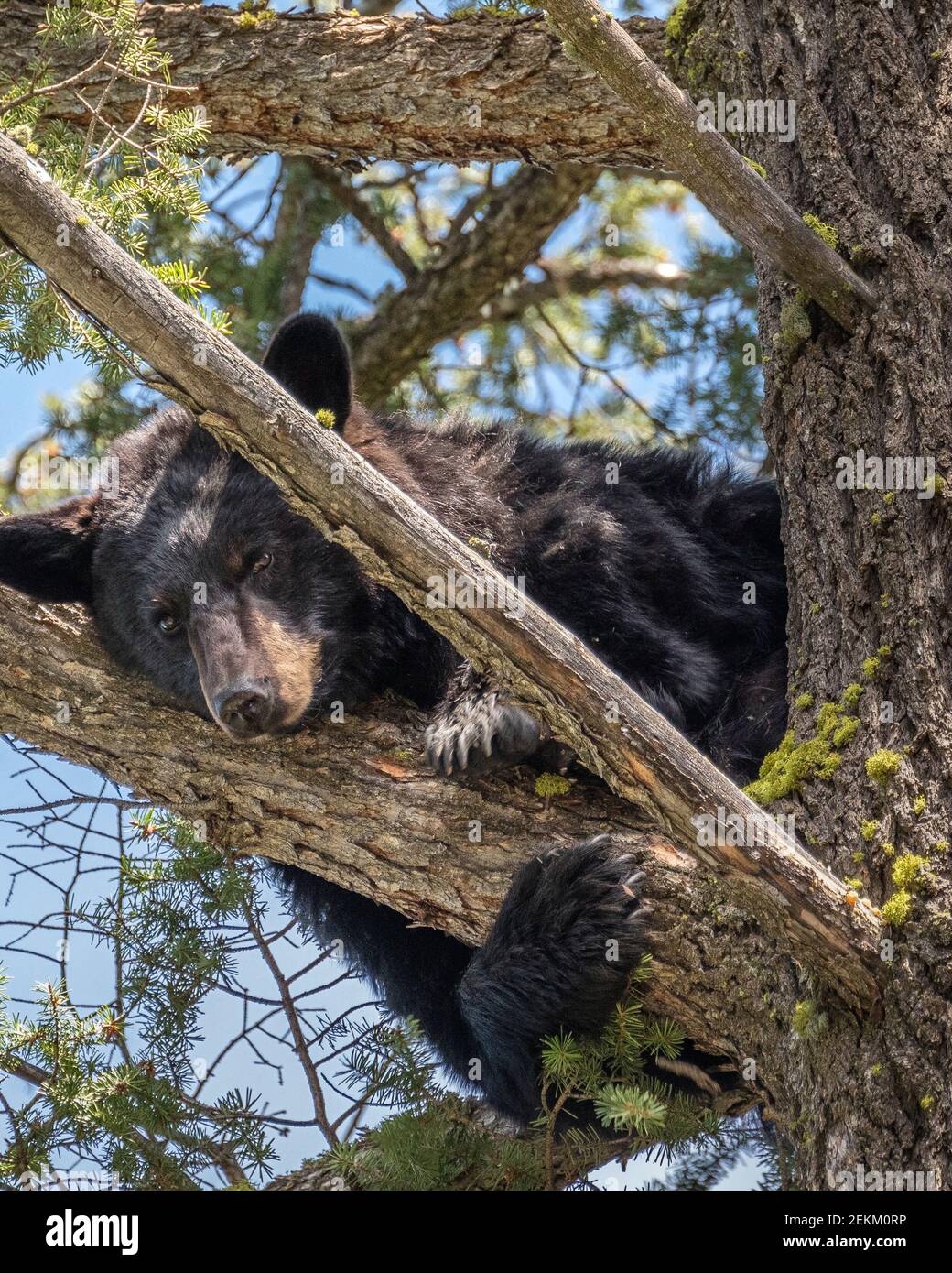 Yellowstone National Park, WY: Orso nero americano (Ursus americanus) in un albero Foto Stock
