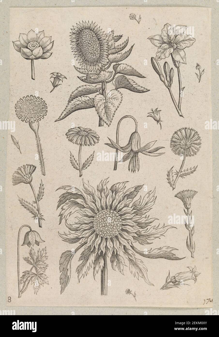 Adriaen Collaert (1561-1618); Philips Galle (1537-1612); due girasoli, 1587-1589 Foto Stock