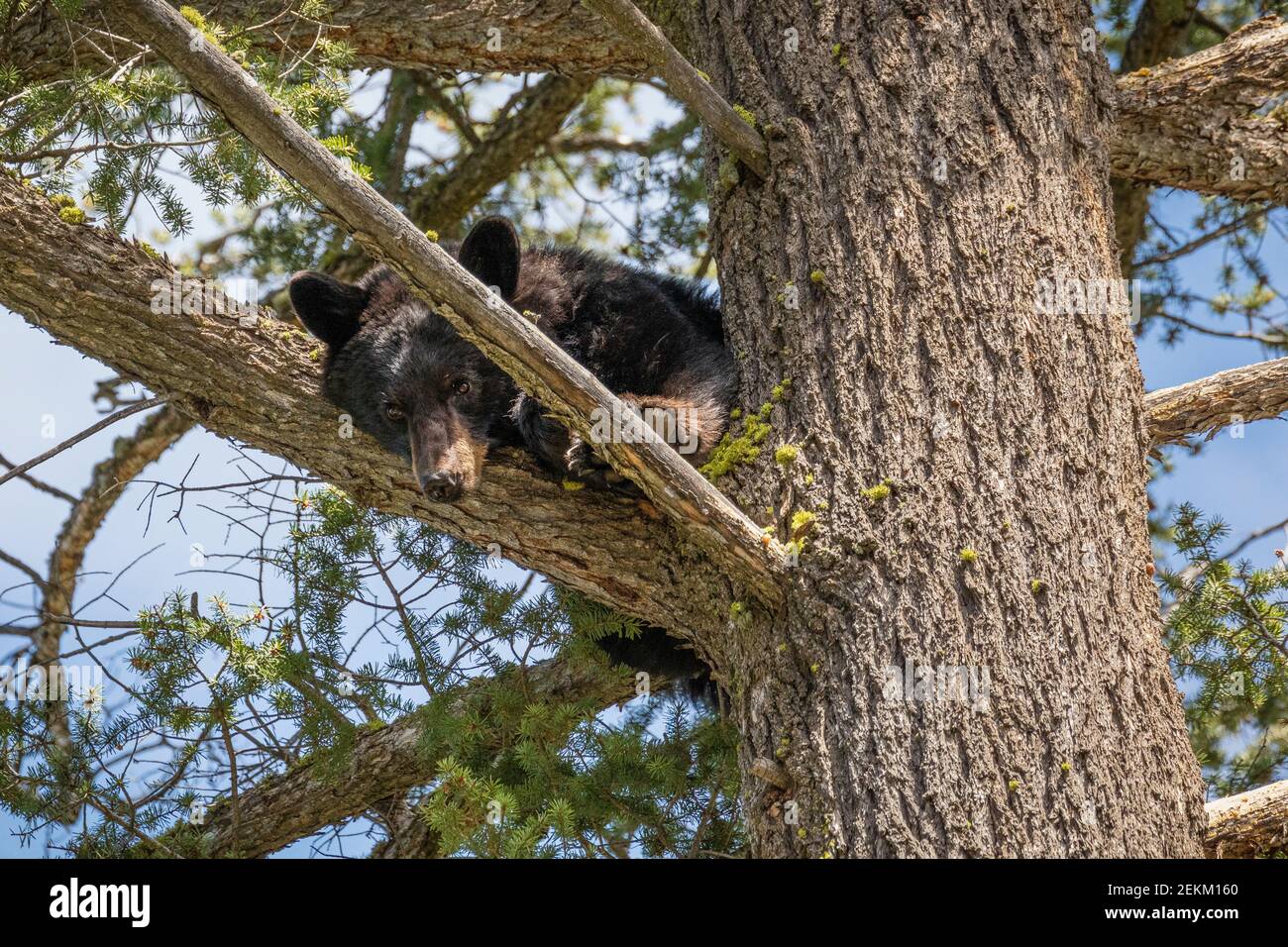 Yellowstone National Park, WY: Orso nero americano (Ursus americanus) in un albero Foto Stock