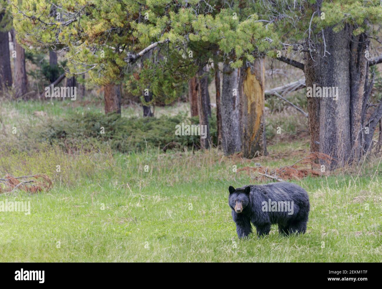 Yellowstone National Park, WY: Orso nero americano (Ursus americanus) in un prato aperto Foto Stock