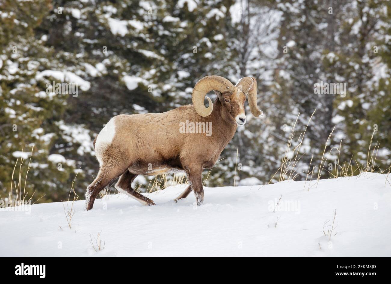 Parco Nazionale di Yellowstone, Wyoming: Bighorn RAM (Ovis canadensis) in inverno Foto Stock