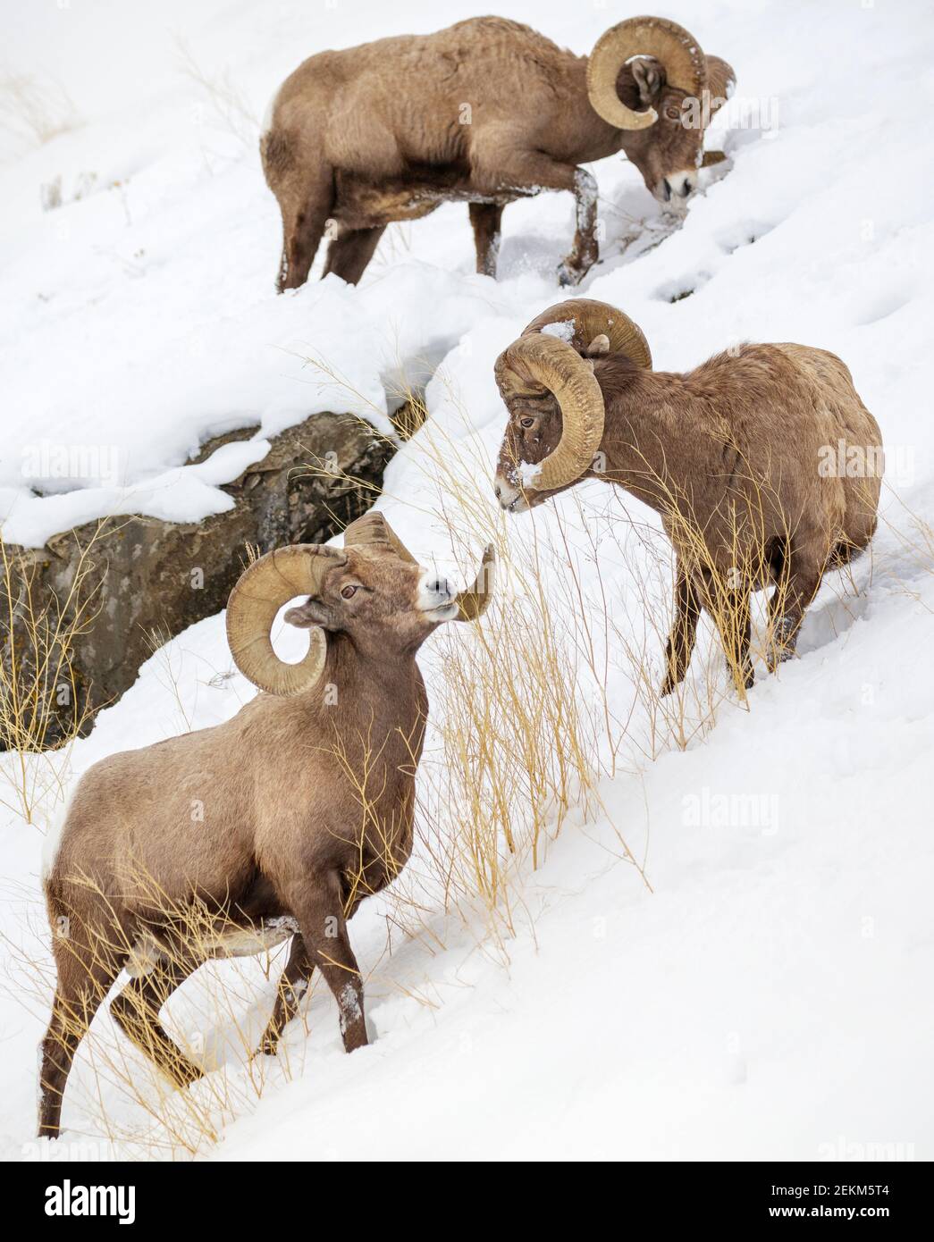 Parco nazionale di Yellowstone, Wyoming: Tre Rams di Bighorn (Ovis canadensis) che si nutrono sulle erbe in inverno Foto Stock