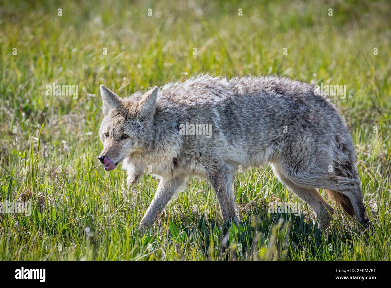 Parco nazionale di Yellowstone, Wyoming: Coyote (latrans di Canis) in prato aperto Foto Stock