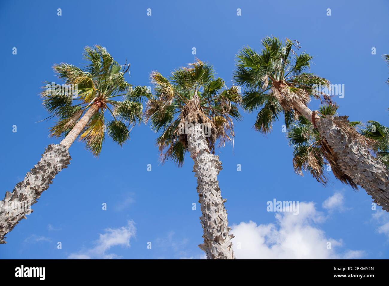 Vista dal basso di alcune belle palme Foto Stock