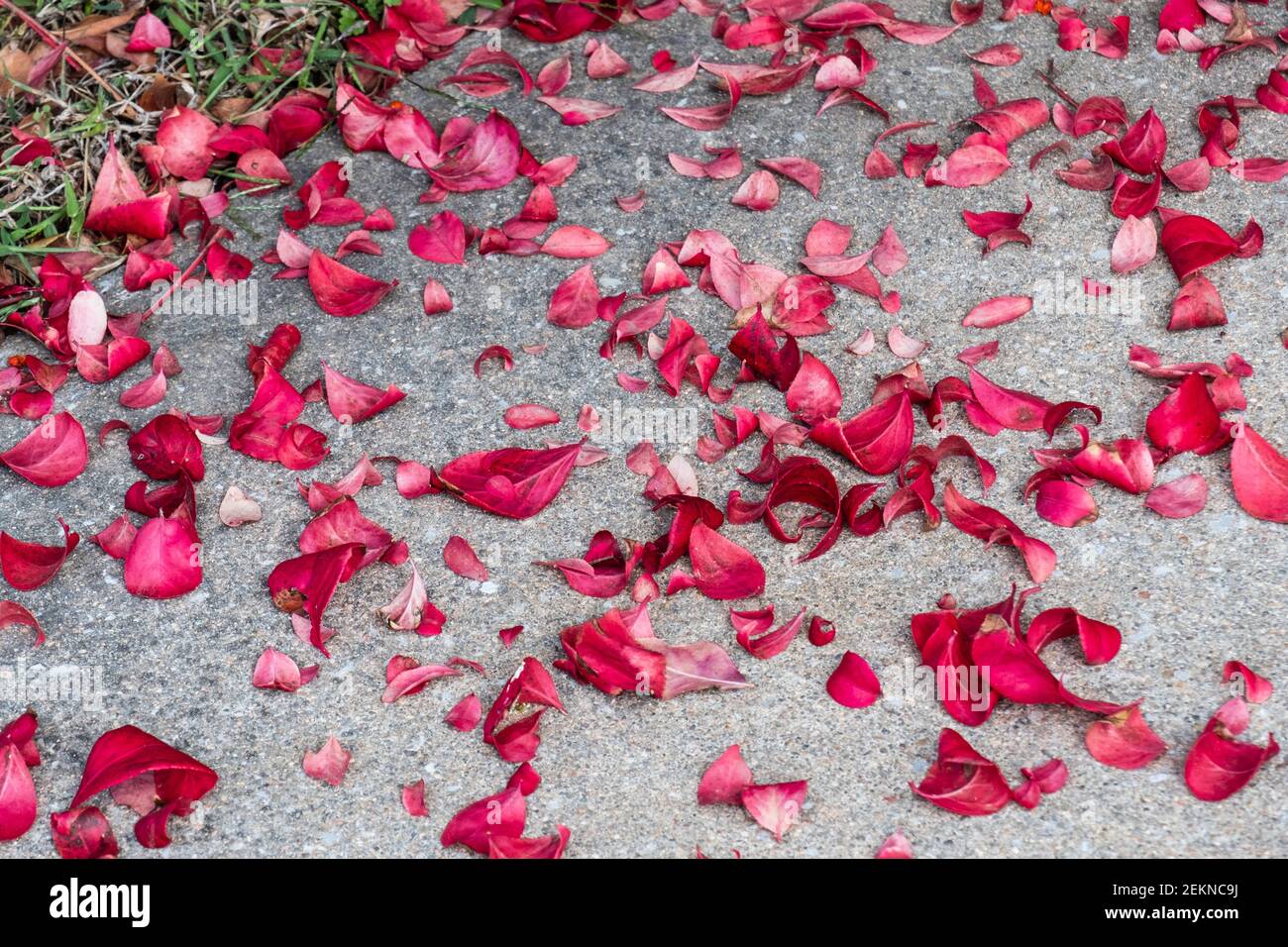 Caduto rosso autunno foglie da Burning Bush, Eunymus alatus. STATI UNITI. Foto Stock