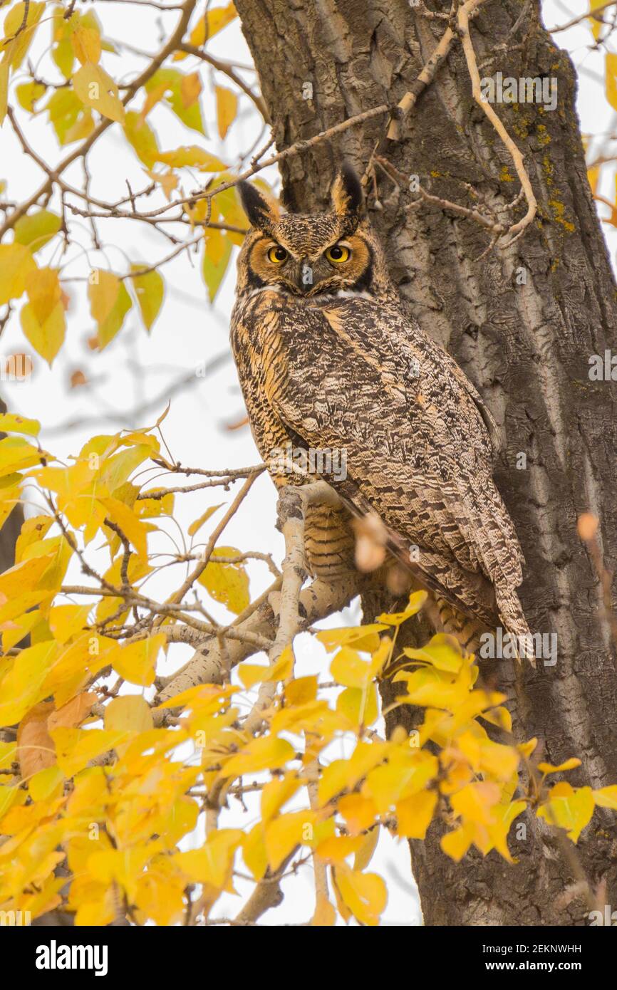 Grande gufo a cavallo (orientale) (Bubo virginianus) durante la caduta, mimetato contro la corteccia di un albero e nascosto dietro le foglie gialle Foto Stock