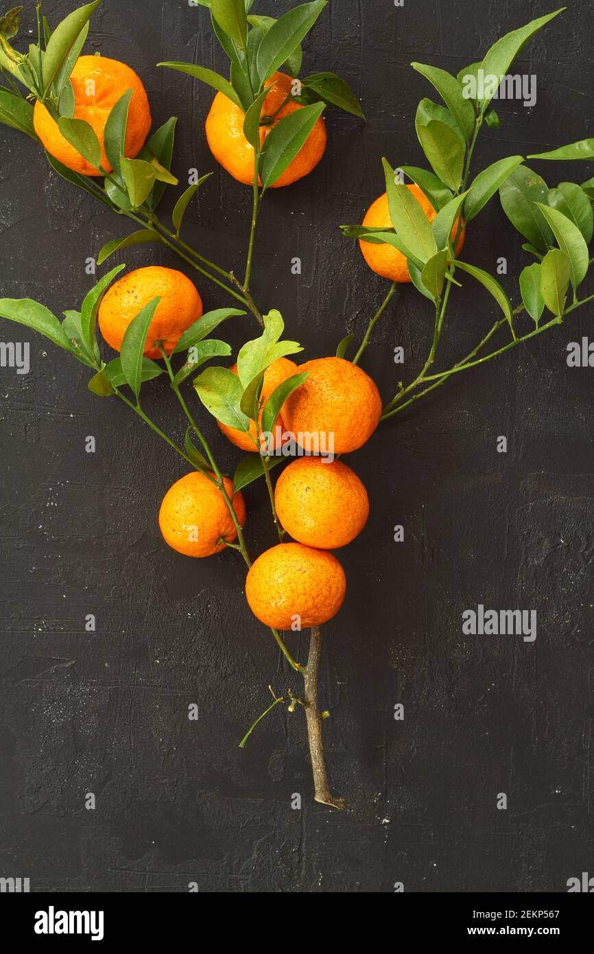 Tangerini arancioni con foglie verdi su sfondo nero Foto Stock