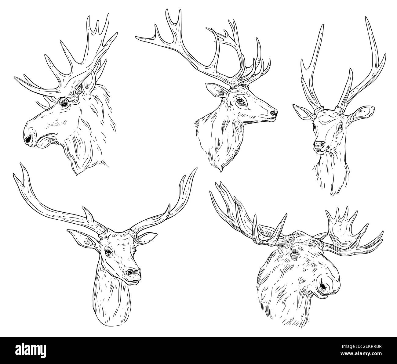 Cervi e alci con antlers isolati schizzi monocromatici. Vettore animale cornato, testa di renna selvatica. Emblema di caccia sportiva, fauna selvatica o daino, w Illustrazione Vettoriale