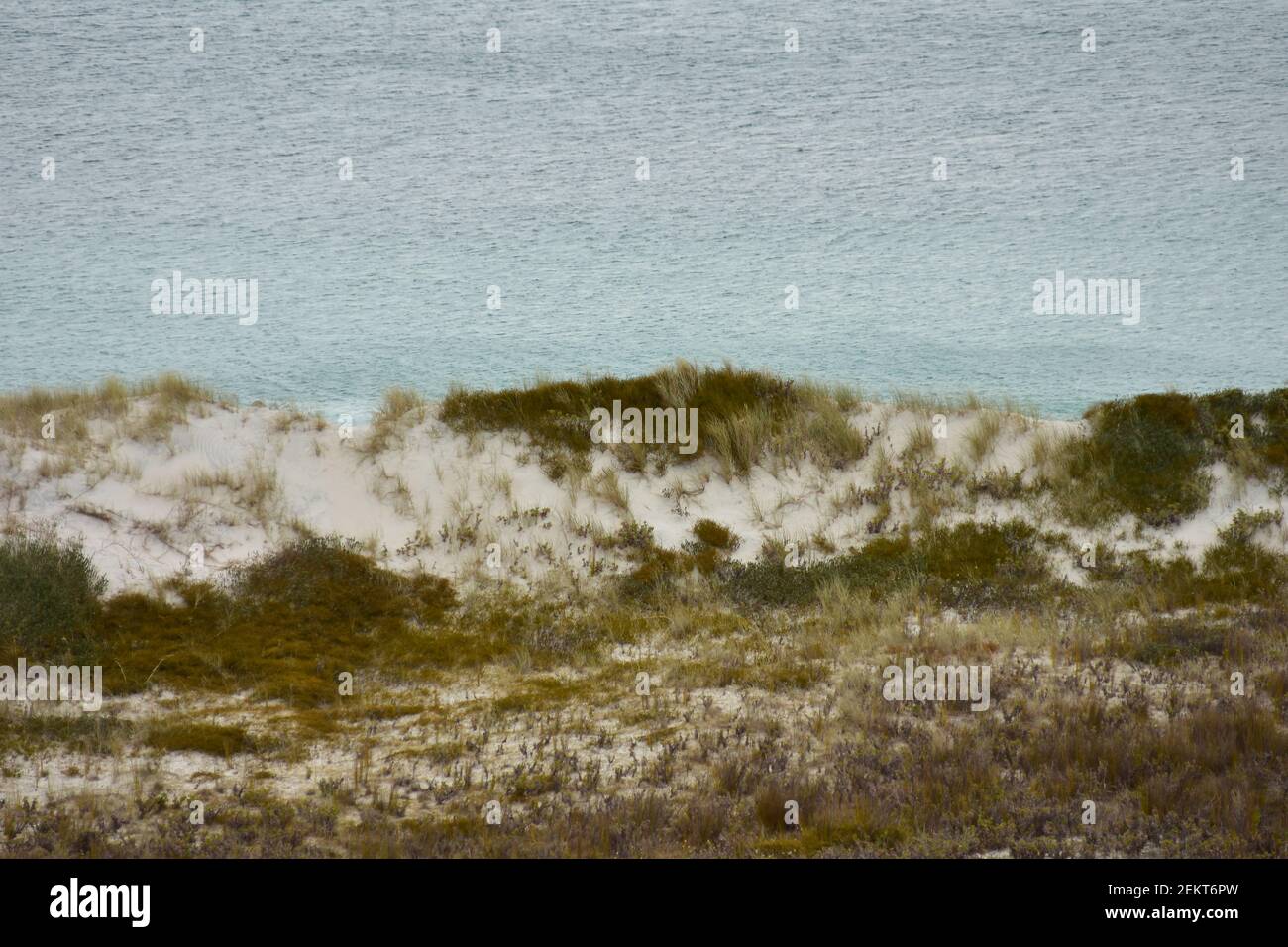 Duna costiera di sabbia bianca con vegetazione di recupero che impedisce l'erosione. Foto Stock