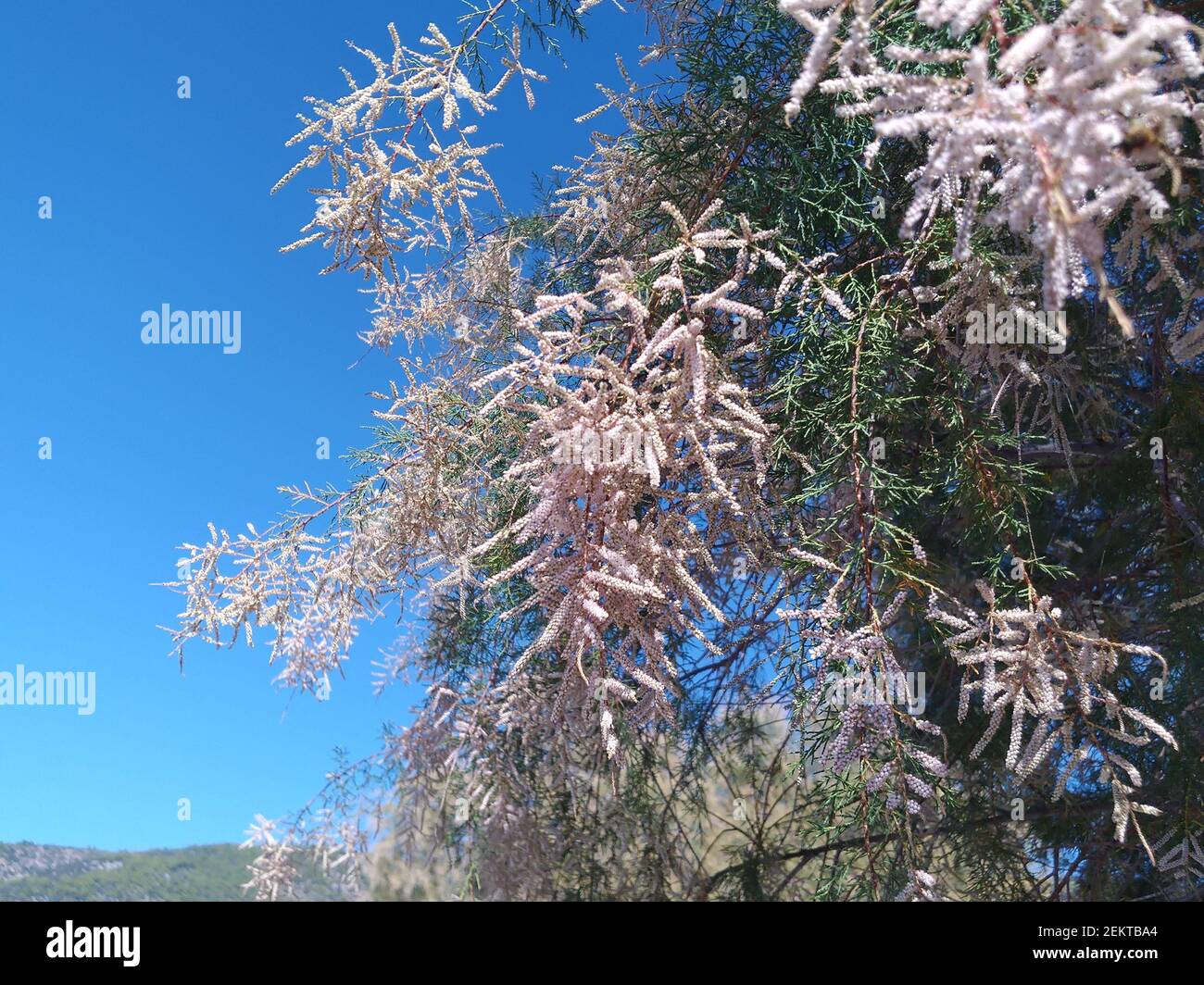 Albero di tamarisco con fiori rosa in piena fioritura Foto Stock Albero di tamarisco con fiori rosa in piena fioritura Foto Stock