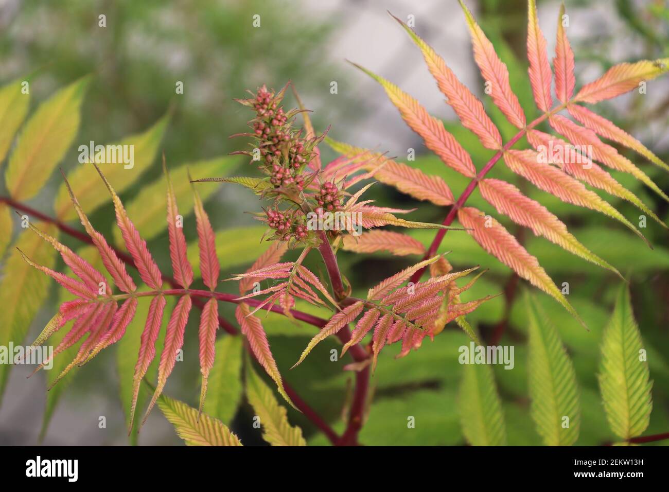 Foglie rosse e dorate su una spirea di cenere di sem Foto Stock