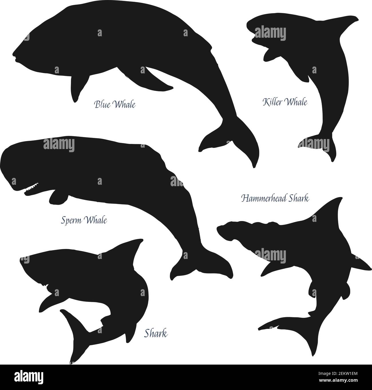 Le grandi balene giganti dell'oceano e le icone della silhouette degli squali. Predatori vettoriali di mare e oceano, balena azzurra e spermatica, balena killer e squalo di testa di martello. Isolato Illustrazione Vettoriale