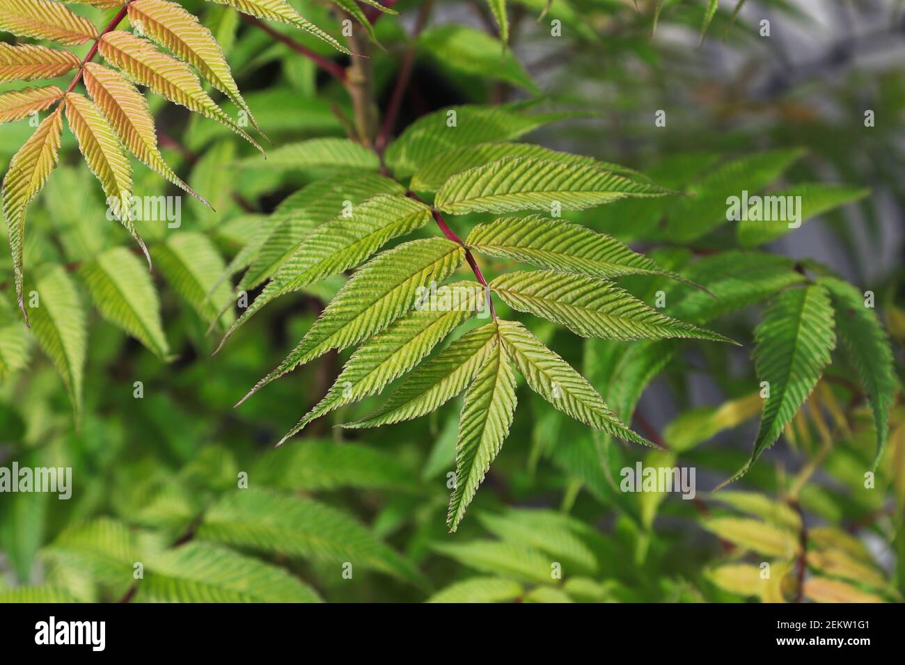 Bordi dentellati su una spirea di cenere di sem Foto Stock