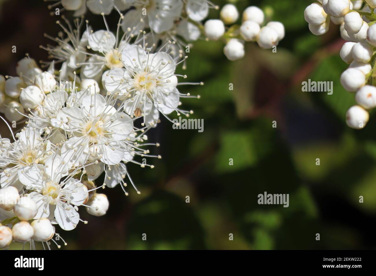 Macro di fiori delicati su un ramo di spirea Foto Stock