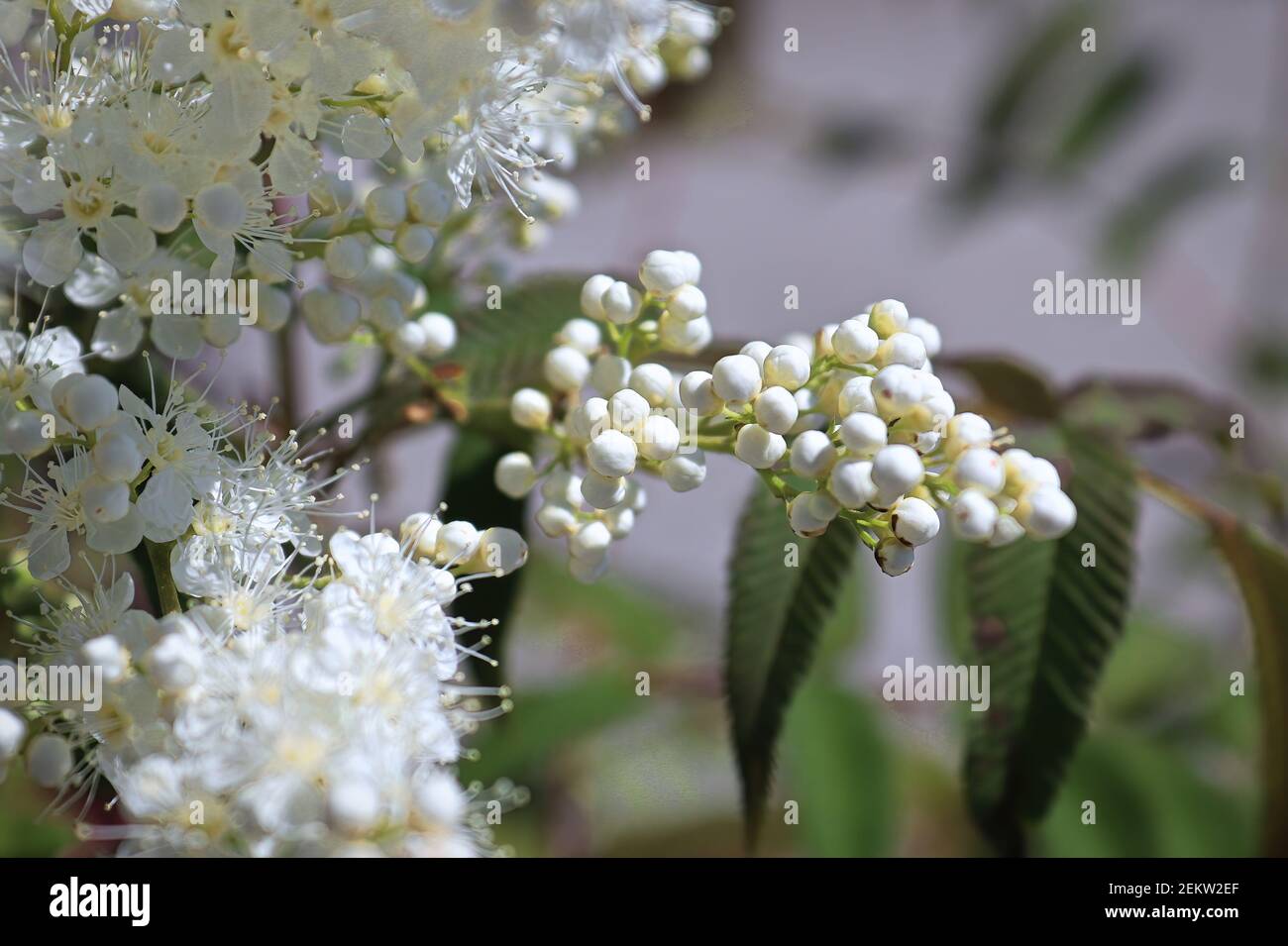 Un ramo di fiori di spirea a foglia di cenere di sem chiuso Foto Stock