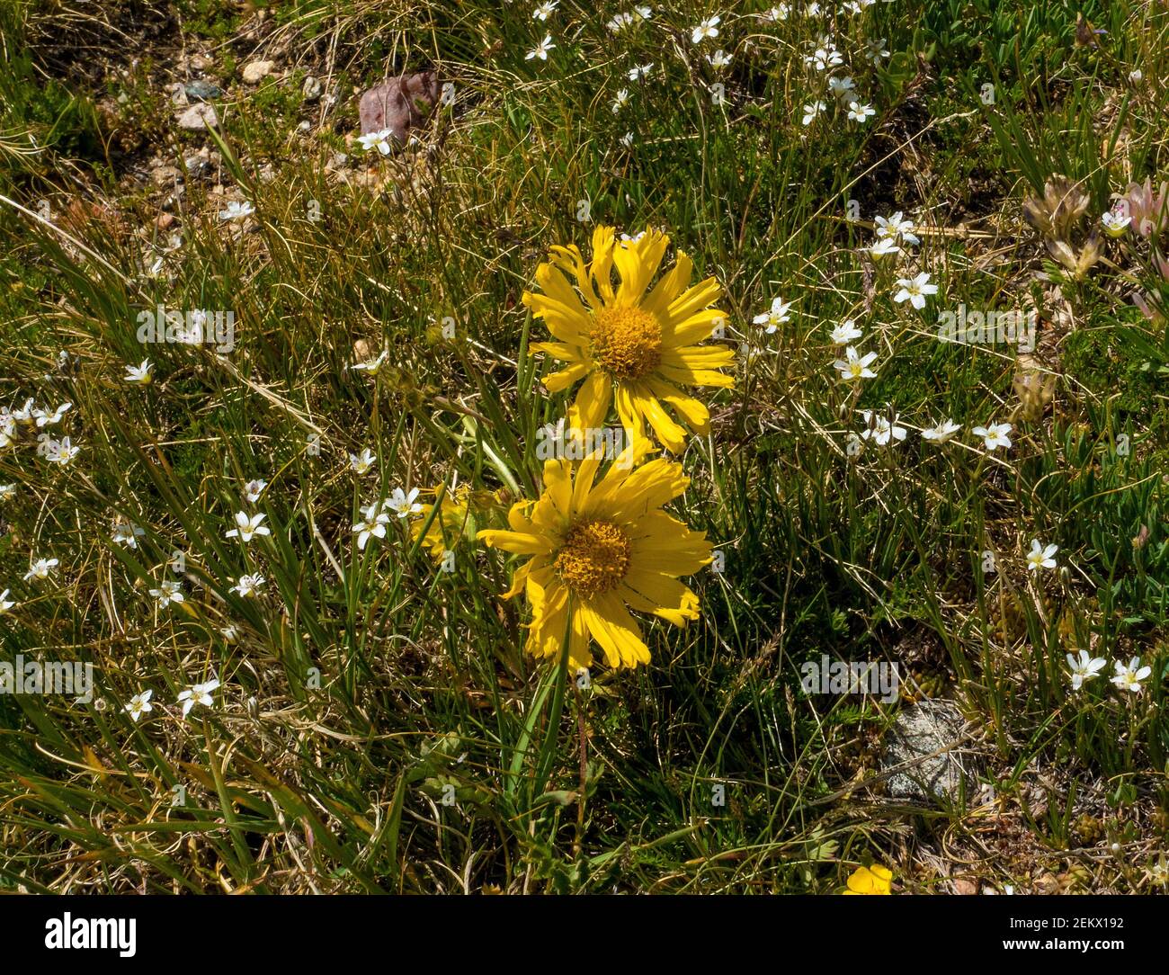 Girasole alpina, Rydbergia grandiflora, famiglia Aster, asteraceae, Rocky Mountain National Park, Colorado, USA Foto Stock
