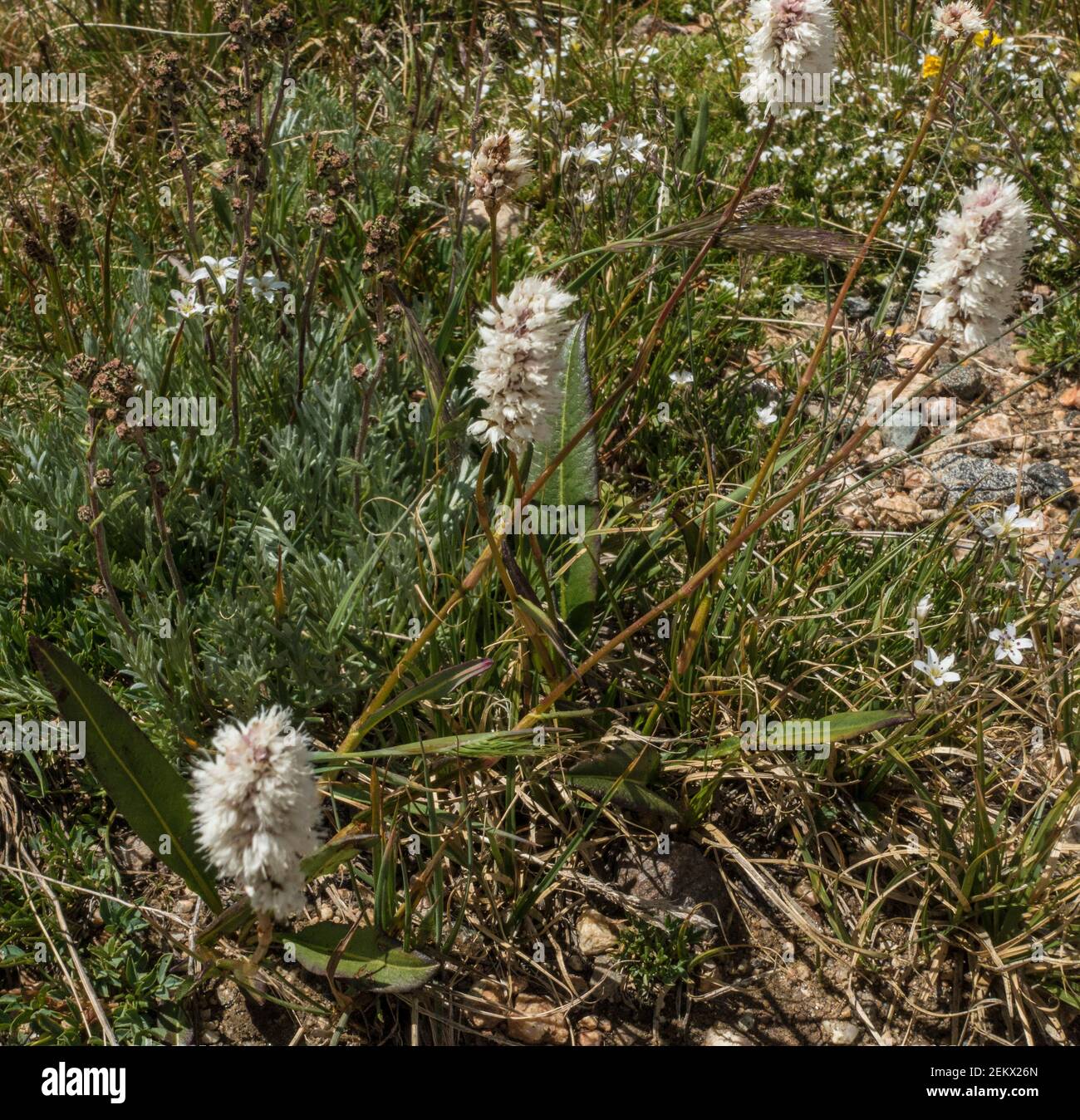 American Bistort Plant, Bistorta bistortoides, famiglia di grano saraceno, Polygonaceae, Rocky Mountain National Park, Colorado, Stati Uniti d'America Foto Stock