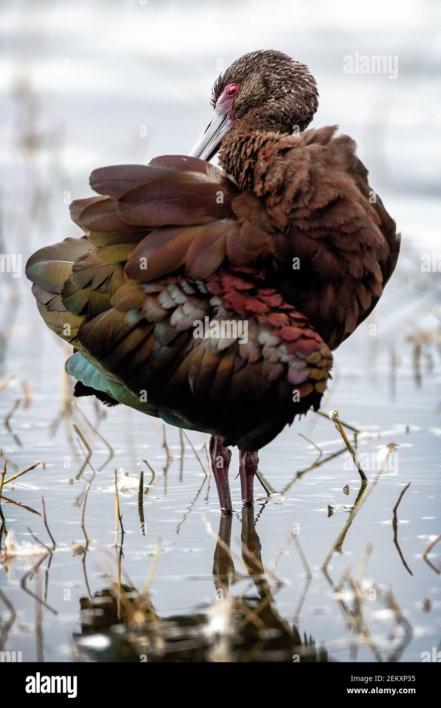 L'ibis di fronte bianco (Plegadis chihi) è un uccello da guado della famiglia ibis, Threskiornithidae. Merced National Wildlife Refuge, California Foto Stock