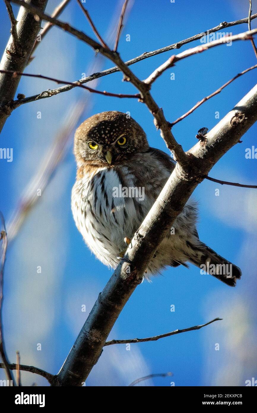 Un gufo pigmeo settentrionale (Glaucidium califurnicum) nelle montagne di Santa Cruz, California Foto Stock