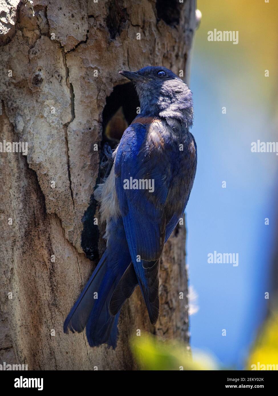 Un maschio Bluebird occidentale (Sialia mexicana) con pulcini a un nido a Palo Alto, California Foto Stock