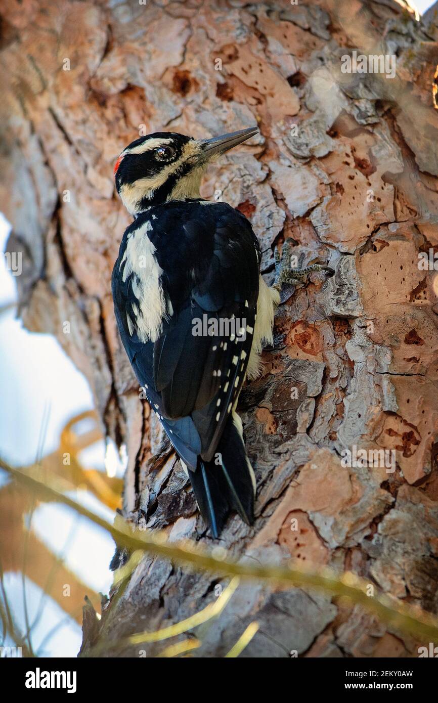 Un Picchio peloso maschio (Leuconotopicus villosus) a Woodside, California Foto Stock