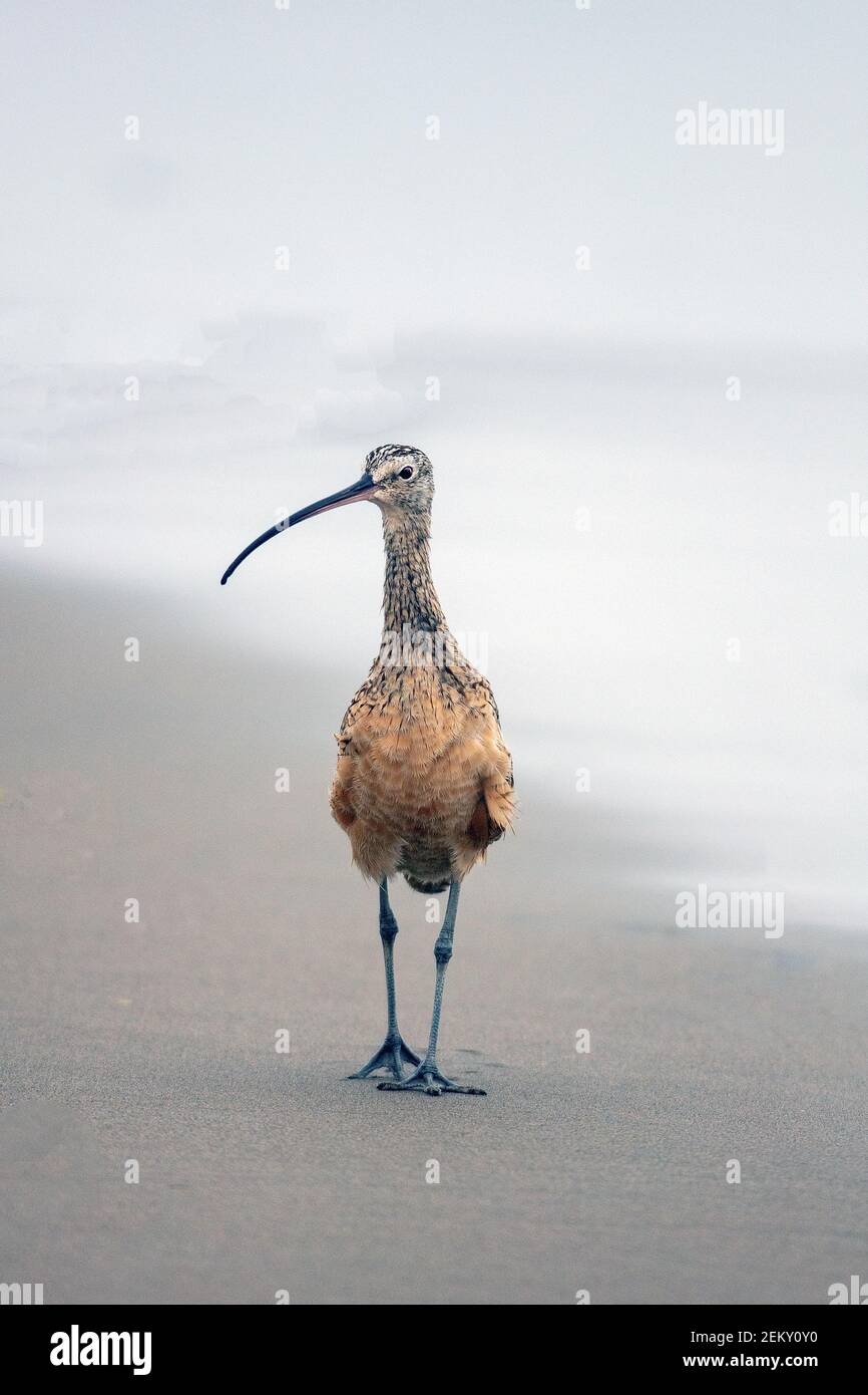 Un curlew (Numenius americanus) a Watsonville, California Foto Stock