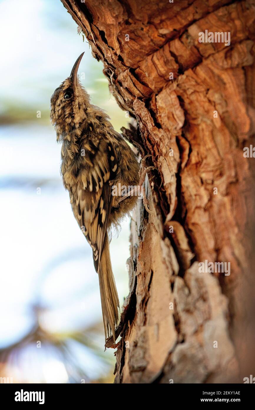 Un cresino marrone (Certia americana) uccello a Woodside, California Foto Stock