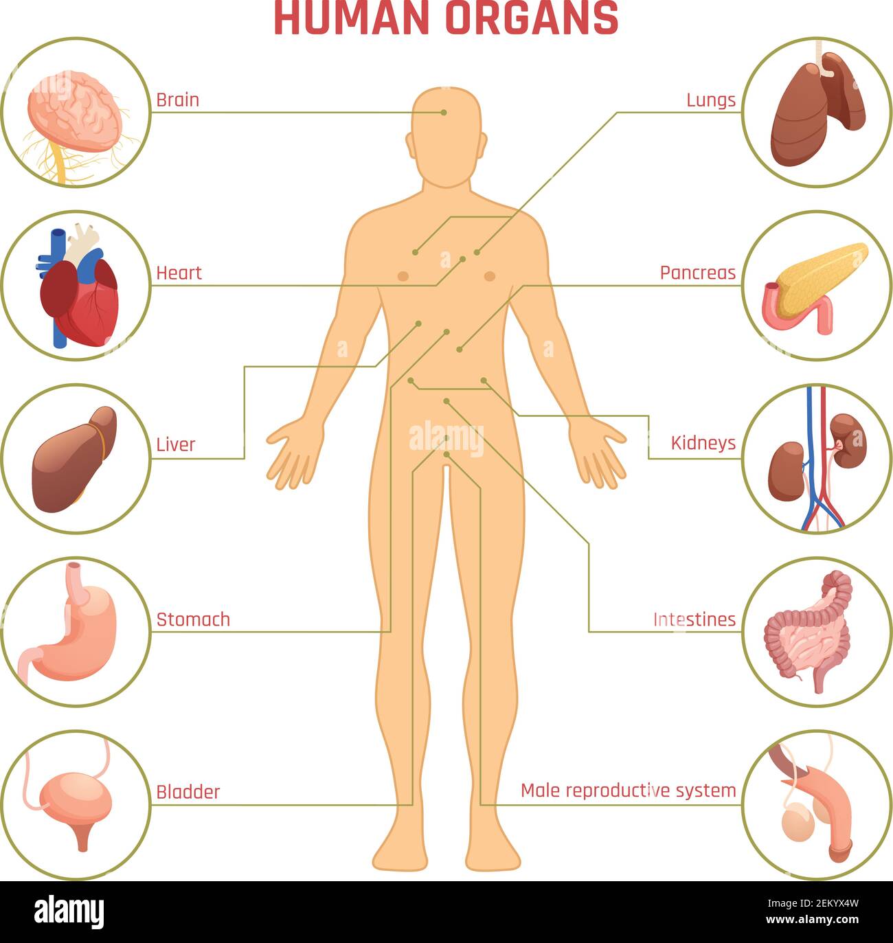 Anatomia del corpo umano infografica per bambini silhouette ragazzo e  organi maschili interni nome dei personaggi