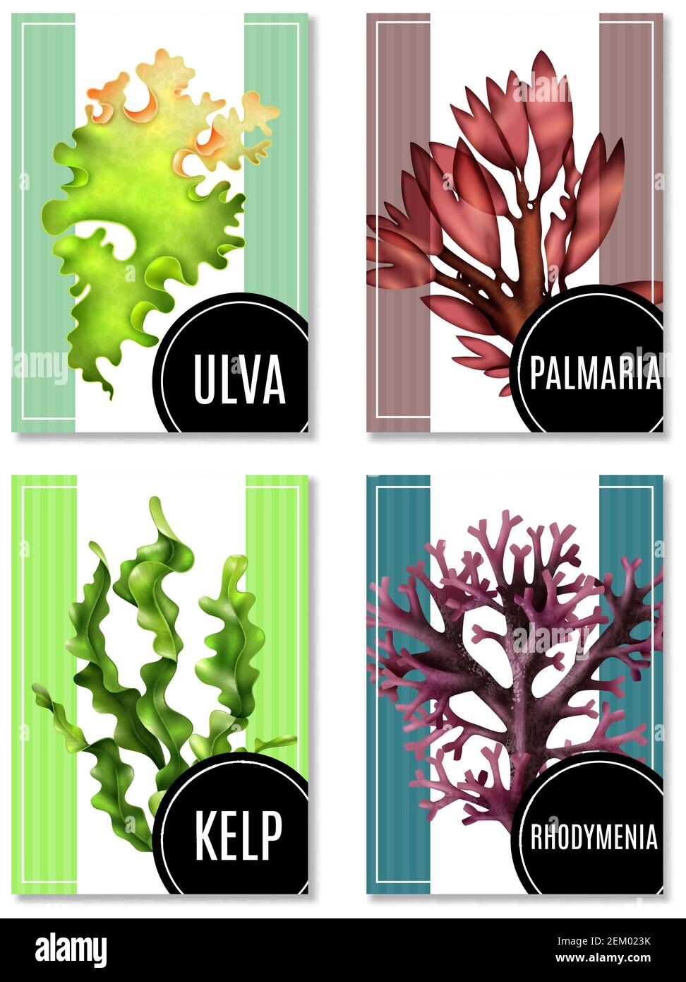 Set di manifesti o striscioni realistici di alghe marine, alghe alimentari di vario tipo, illustrazione vettoriale isolata Illustrazione Vettoriale