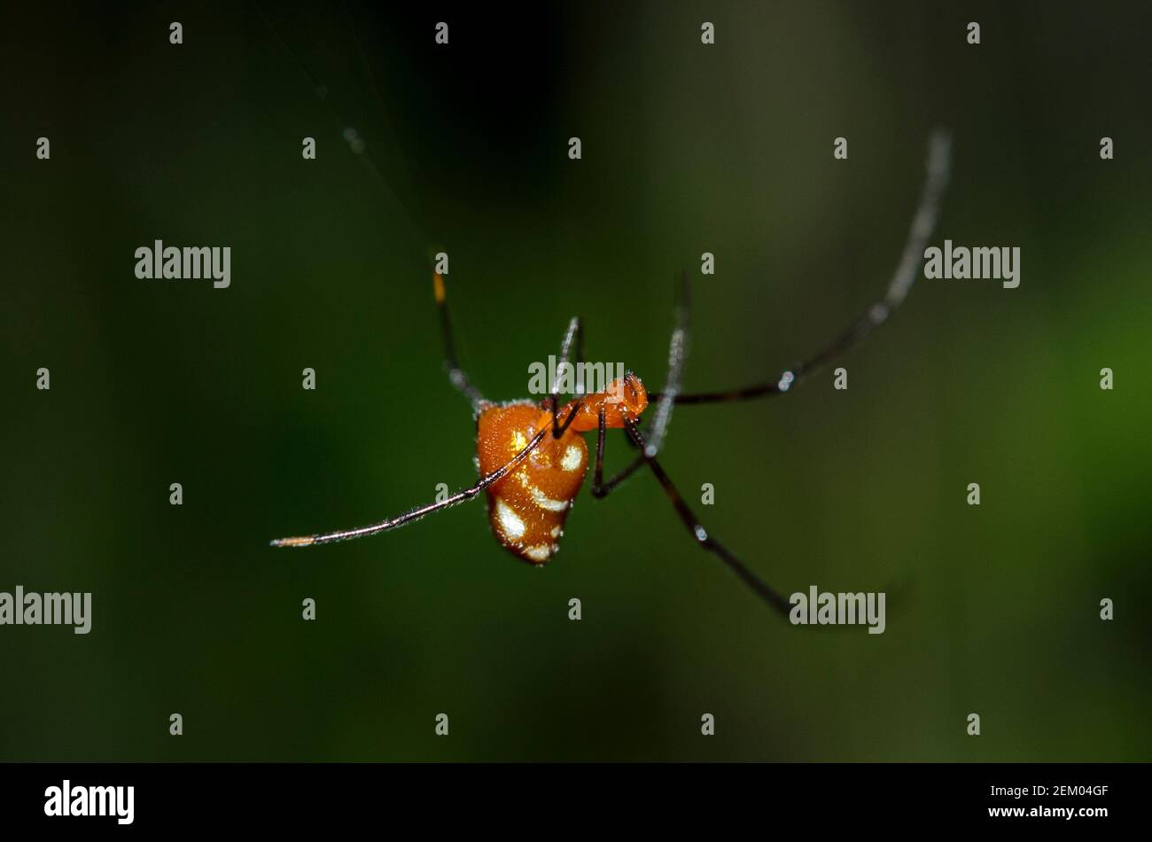 Red Silver Spider, Argyrodes miniaceus, on web, Klungkung, Bali, Indonesia Foto Stock
