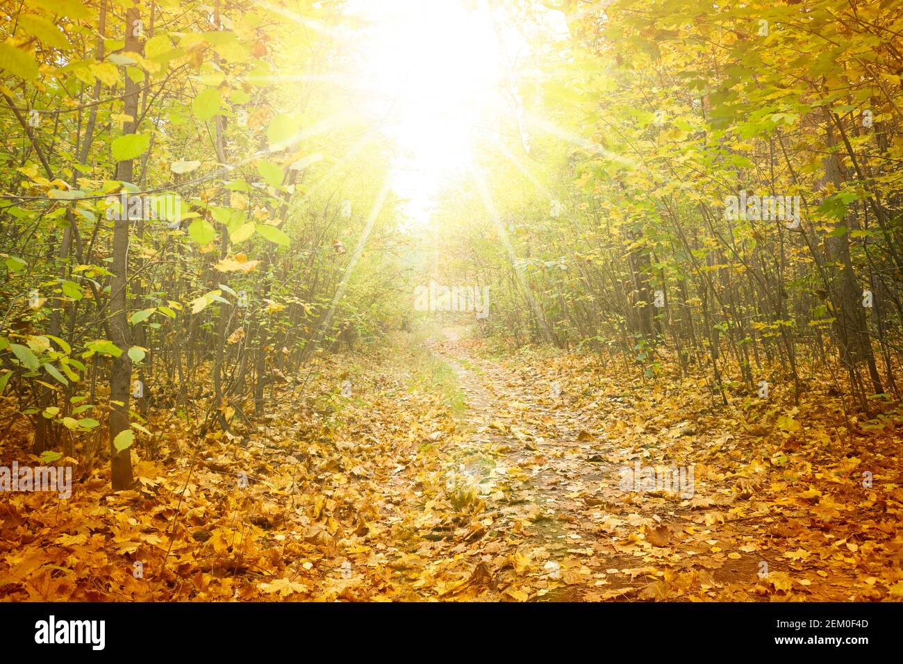 Estate indiana - percorso forestale in foglie di acero giallo caduto alla luce del sole. Foto Stock