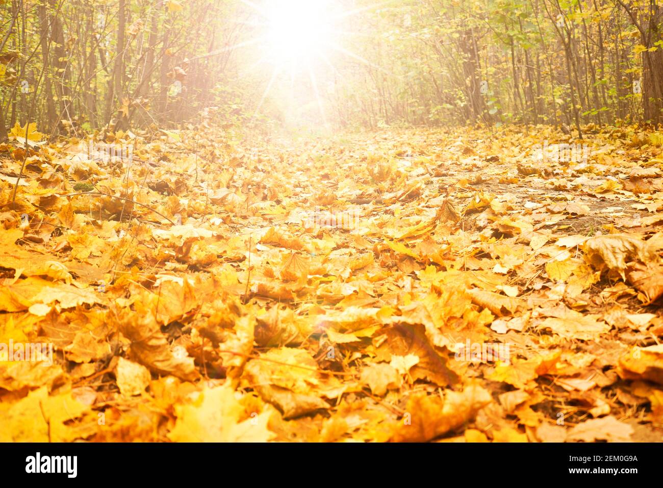 Estate indiana - percorso forestale in foglie di acero giallo caduto alla luce del sole. Foto Stock