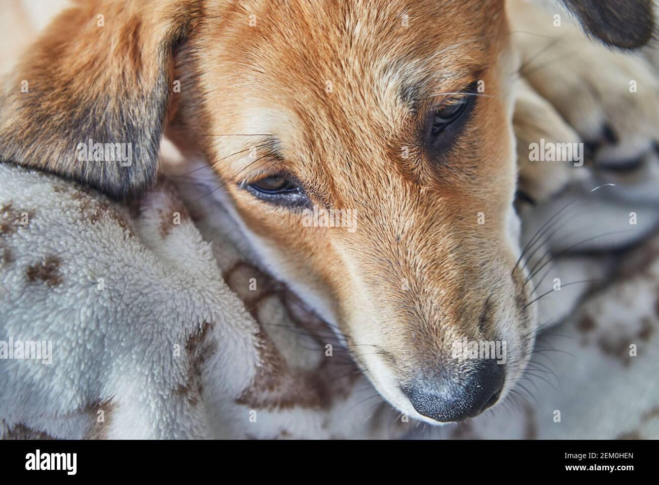 Carino cane dai capelli rossi con orecchie appesi è sdraiato sul divano su una coperta. Foto Stock