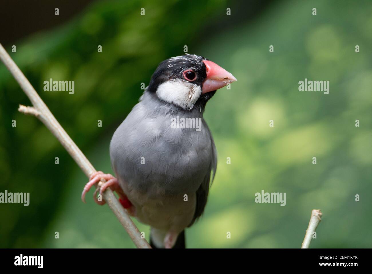Passera Java (Lonchura oryzivora) un piccolo passero java con becco rosa e occhio e. toppa bianca della testa poggiante su un ramo con un naturale retro verde Foto Stock