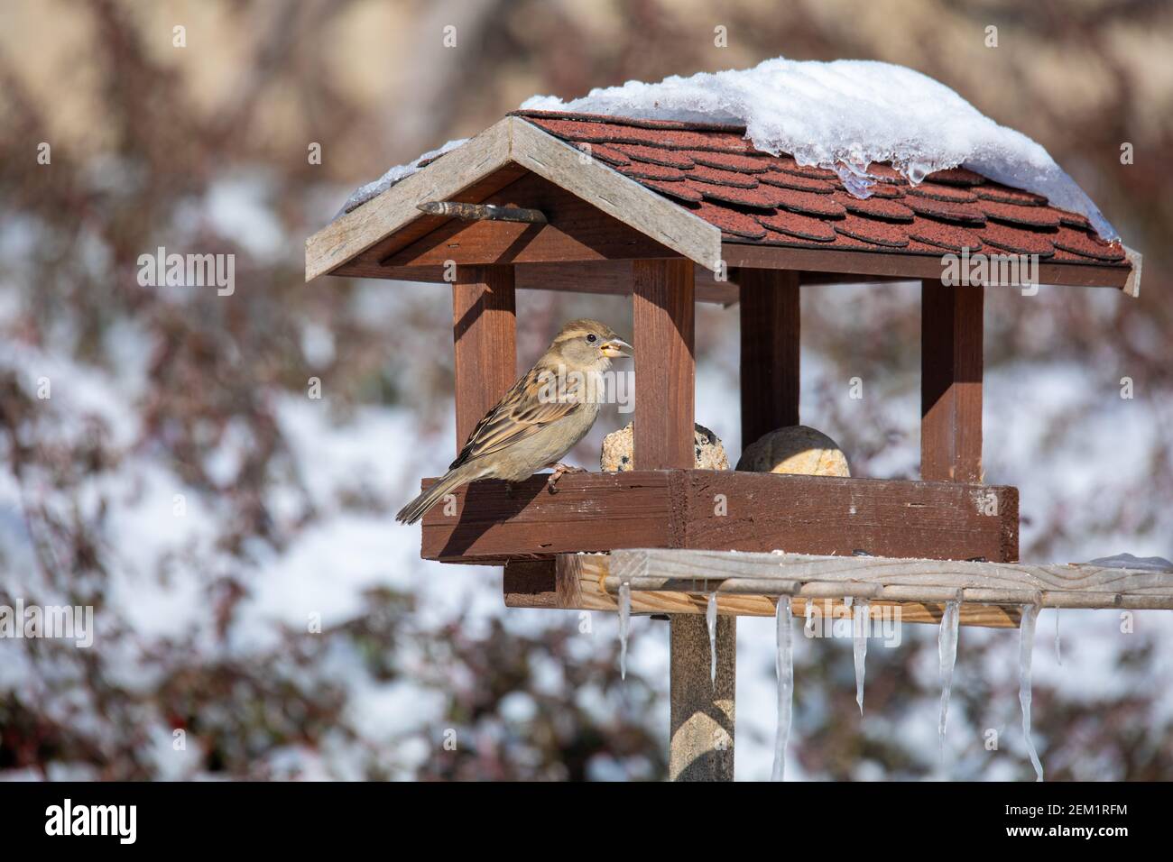 Passera casa, Passer domesticus, alimentazione in semplice fatto in casa alimentatore di uccelli, casa di uccelli installato sul giardino d'inverno in giornata nevosa Foto Stock