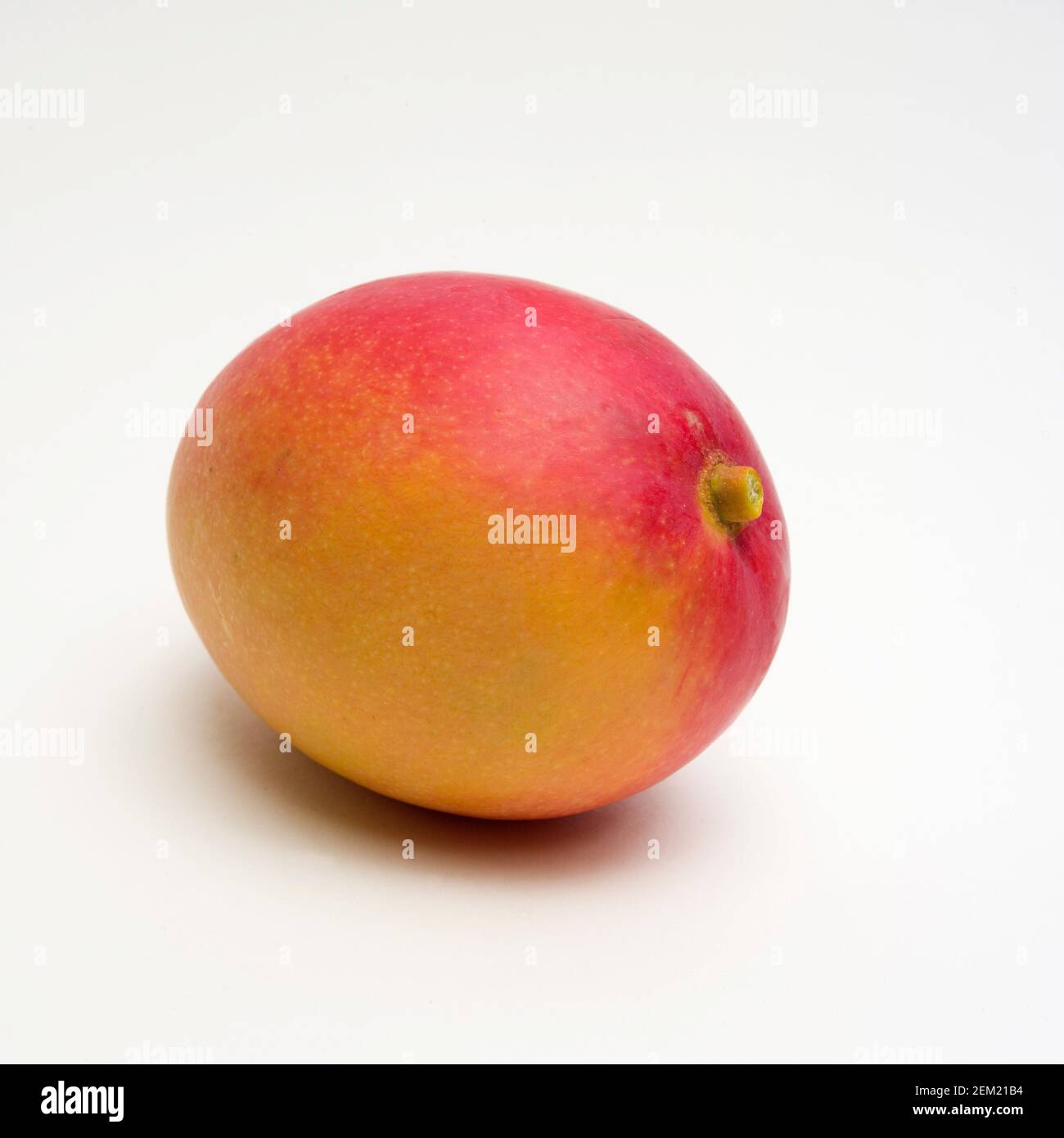 Mango fresco e maturo su uno sfondo neutro che mostra i suoi colori e la sua forma vivaci, perfetto per l'uso culinario o per spuntini sani Foto Stock