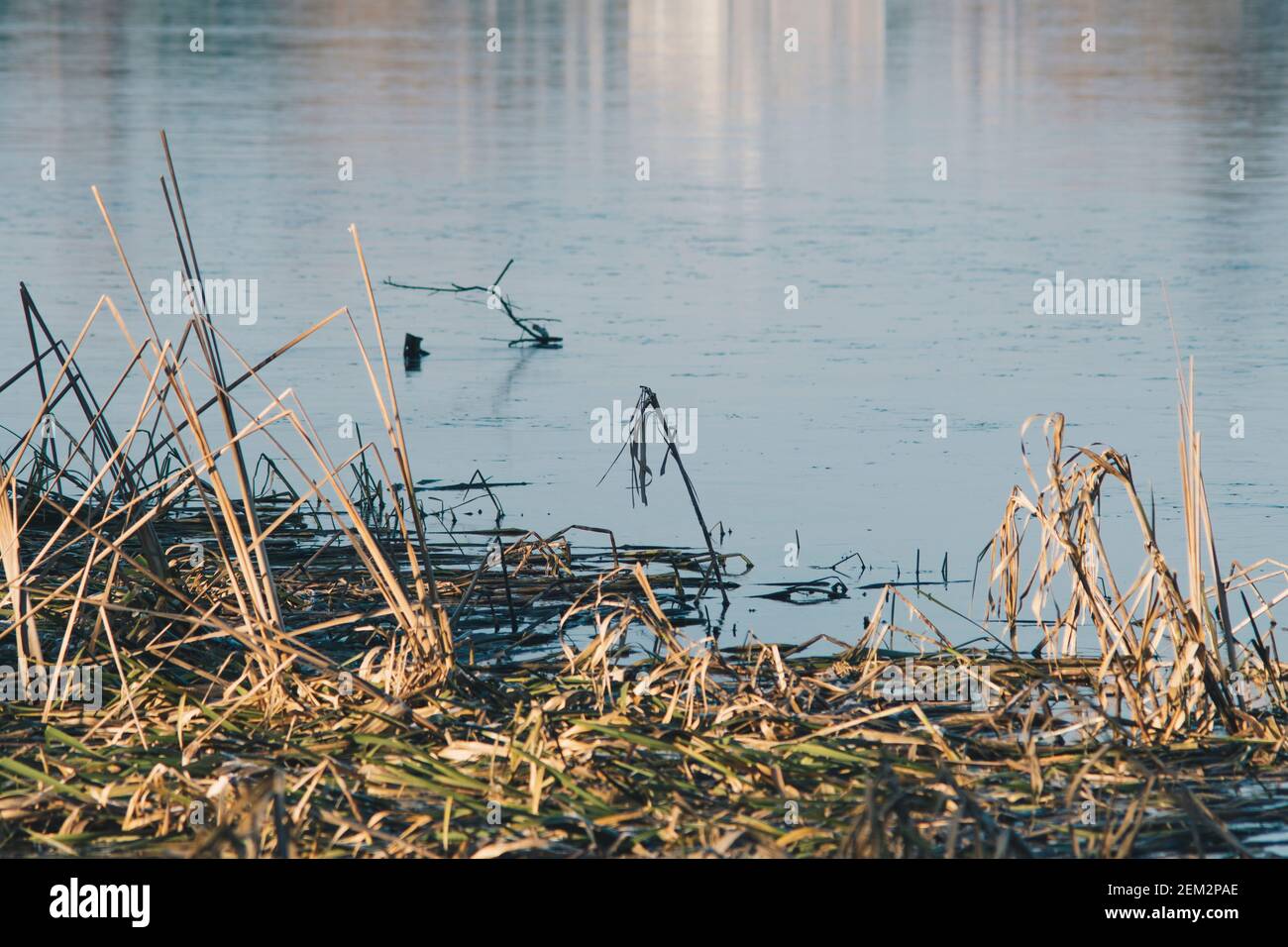 particolare di resti di canna su un lago coperto con ghiaccio durante la stagione invernale Foto Stock