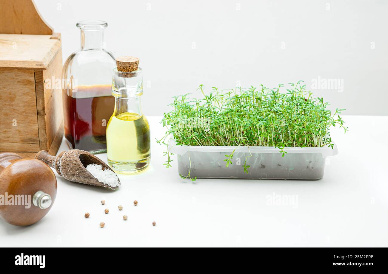 Una scatola con crescione di micro verdi in crescita, oli vegetali, sale e pepe sul tavolo da cucina, concetto di cibo sano Foto Stock