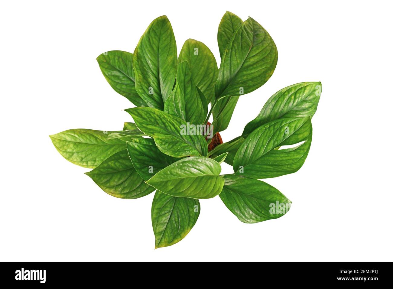 Vista dall'alto della pianta esotica 'Monstera Pinnatipartita' con foglie giovani senza fenestrazione isolata su sfondo bianco Foto Stock