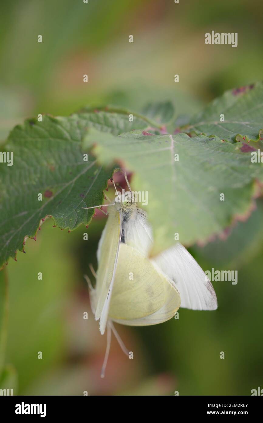 Coppia di farfalle che si accamaniscono in un prato portoghese. Foto Stock