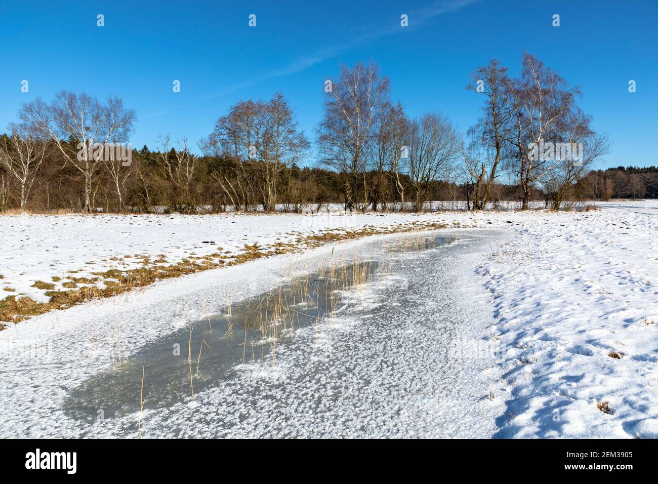 Il Rossmoos, una bassa brughiera nei pressi di Inchenhofen, Baviera, in inverno Foto Stock