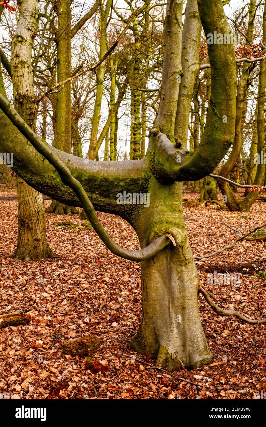 Insolita faggeta di forma nel Greenway a Crewe Cheshire REGNO UNITO Foto Stock