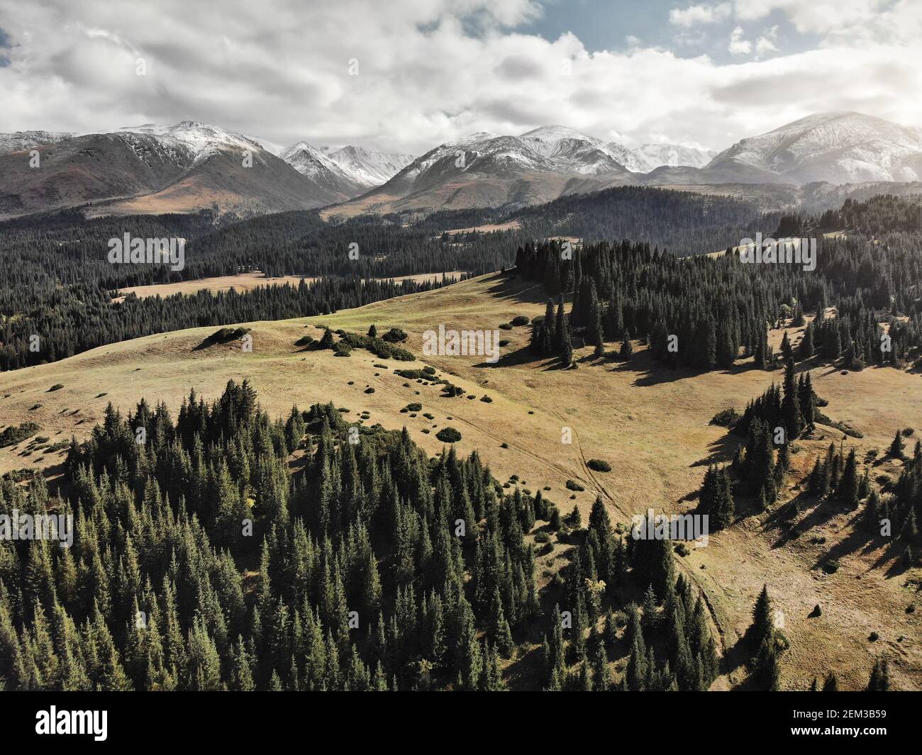 Vista aerea della foresta di abete rosso nella bella valle di montagna con Colline innevate in Kazakistan Foto Stock