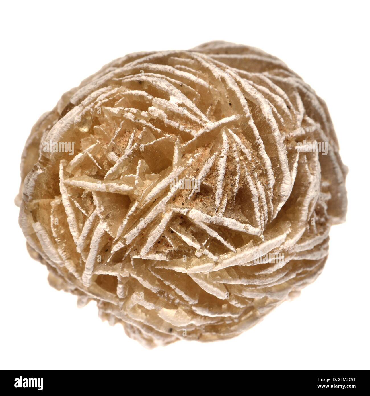 Rosa del Deserto - barite (solfato di bario) Foto Stock